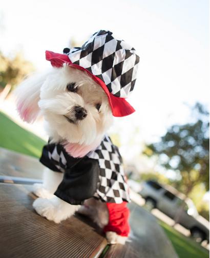 超酷魔术师打扮狗狗服装