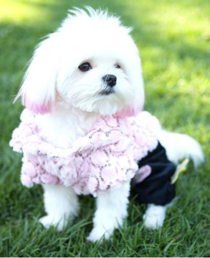 Fashion Dog Cute Pink Plush Coat
