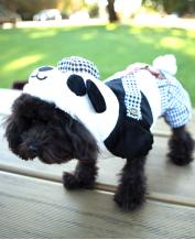 Cute Dog Panda Jacket